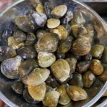 Flower Clams (Lala) view 3
