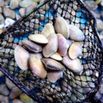 Flower Clams (Lala) view 4