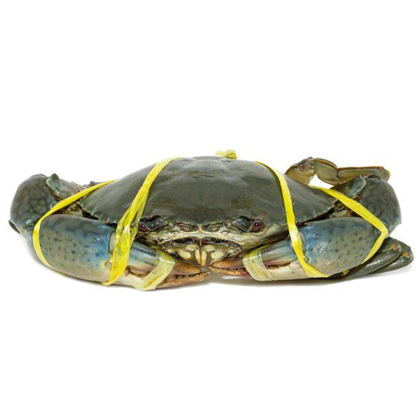 Flower Crab