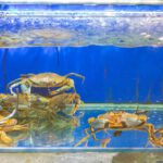 Flower Crab view 2
