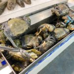 Black Pepper Crab (Live) view 3