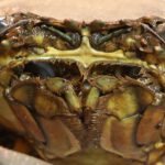 Black Pepper Crab (Live) view 5