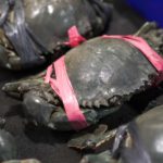 Black Pepper Crab (Live) view 6