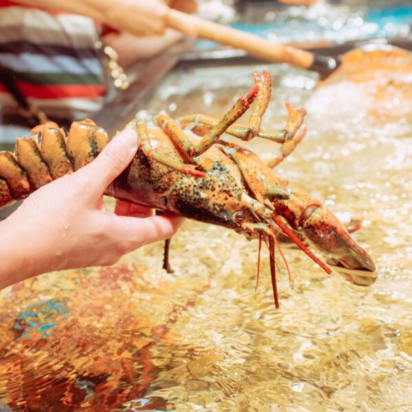 Lobster