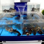 Lobster view 2