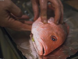 Red Snapper