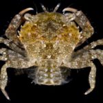 Sri Lanka Mud Crab view 1