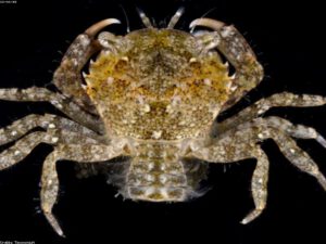 Sri Lanka Mud Crab