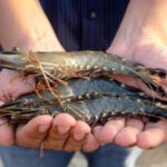 Tiger Prawns view 1